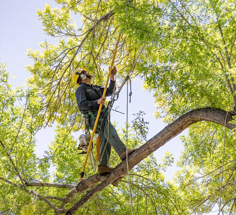 What Is Pruning Davey Arborist Pruning A Tree Davey Tree