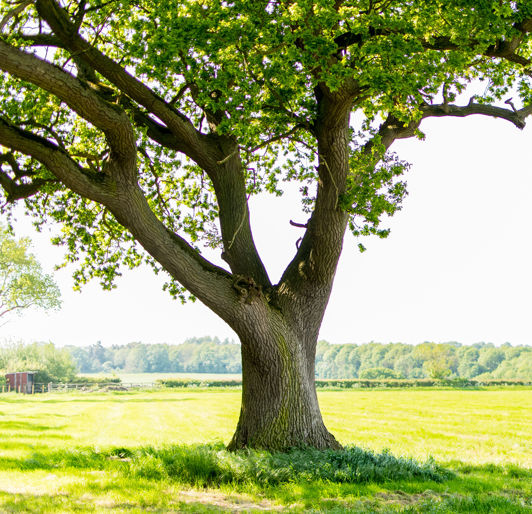 Tree Resources near Southeast Minnesota