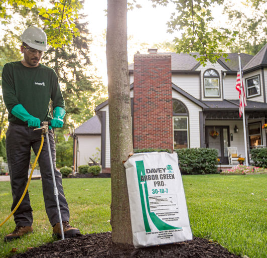 Tree Fertilization near Rochester, Minnesota