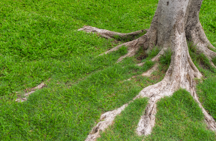 Exposed Tree Roots Resized