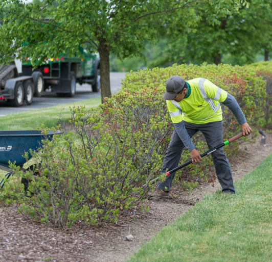 Shrub Removal in Rochester, Minnesota