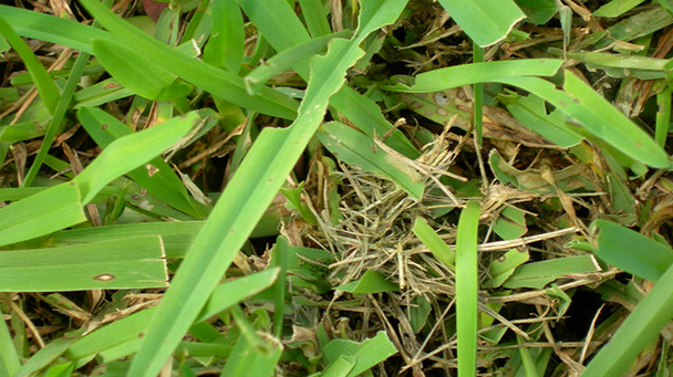 Pest And Disease Sod Webworm Sideimage 608X341