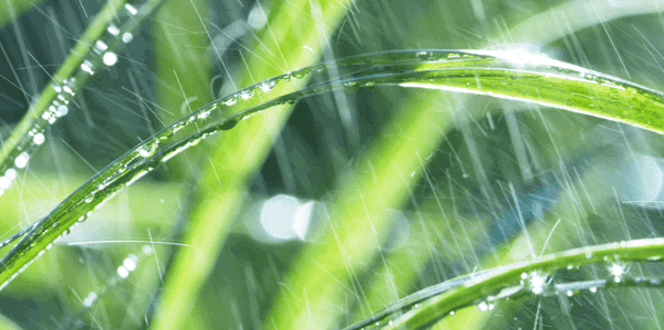 Soggy Lawn