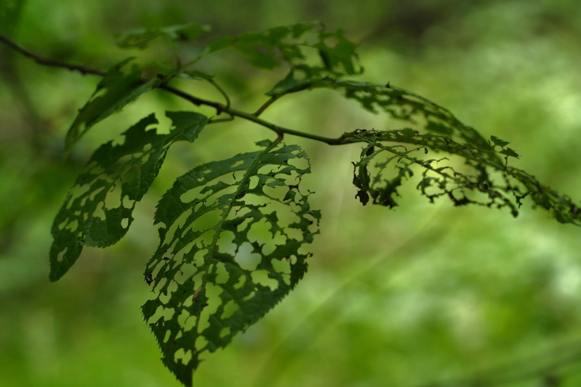 Chewed Leaves