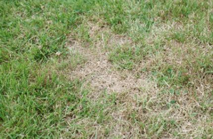 Lawn Pest Control