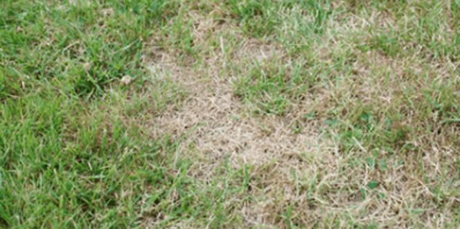 Lawn Pest Control