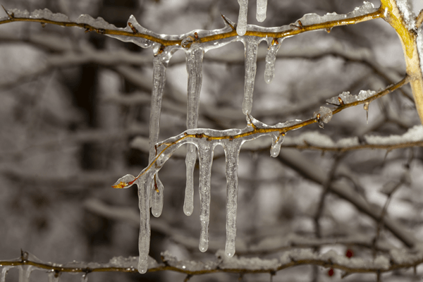 Will Trees Recover From Ice