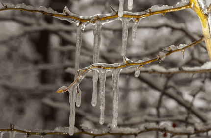 Will Trees Recover From Ice