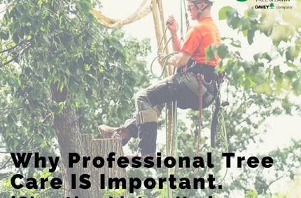 Maier Tree And Lawn Professional Tree Care Facebook