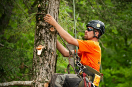 Rochester Tree Service Maier Tree And Lawn