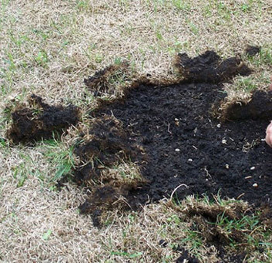 Insect and Fungus Control near Rochester, Minnesota