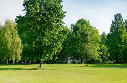 Green Trees Banner Stock2