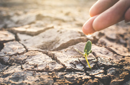 Drought symptoms