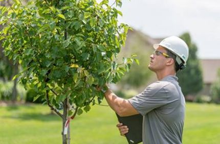 Spring Tree Inspection