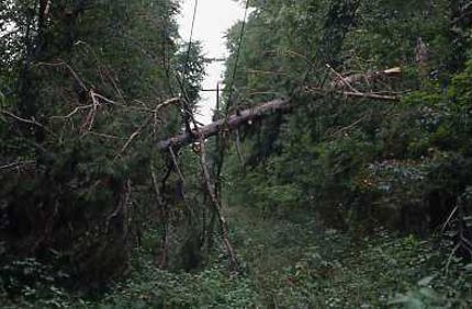 Storm Damage Utility Lines001