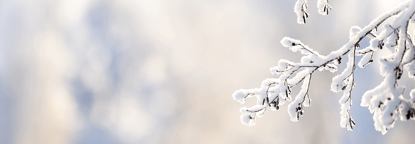 How To Protect Trees In Winter