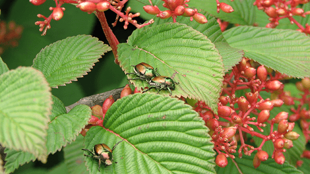Coping With Japanese Beetles & Tree Insect Control In Rochester, MN ...