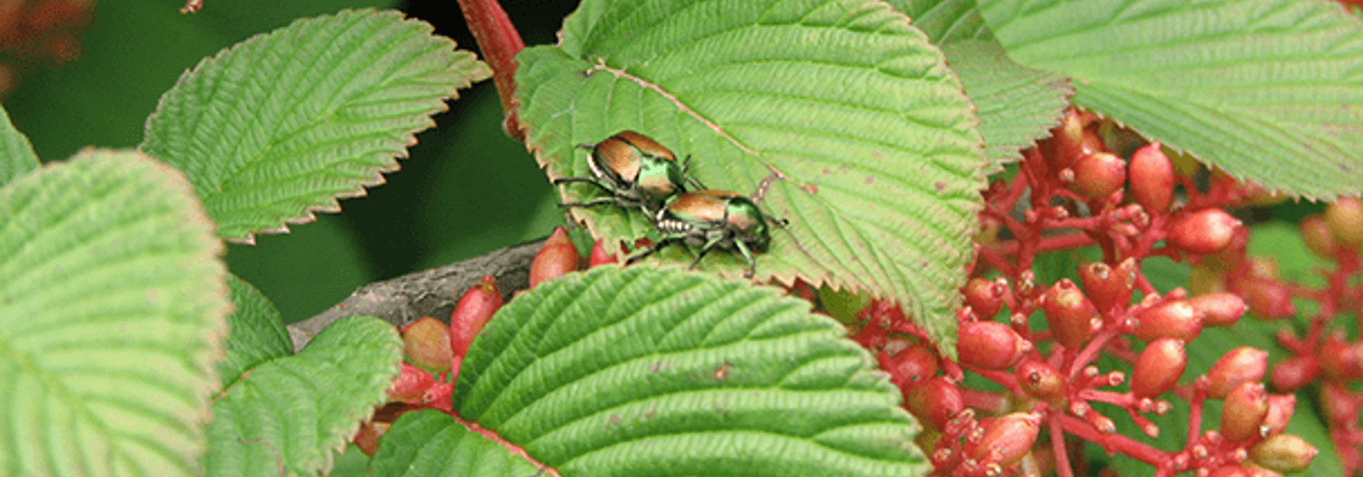 Pest And Disease Center Japanese Beetle Control On Woody Sideimage 608X341