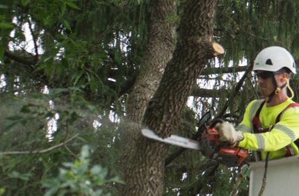Tree Removal Cost Davey Tree