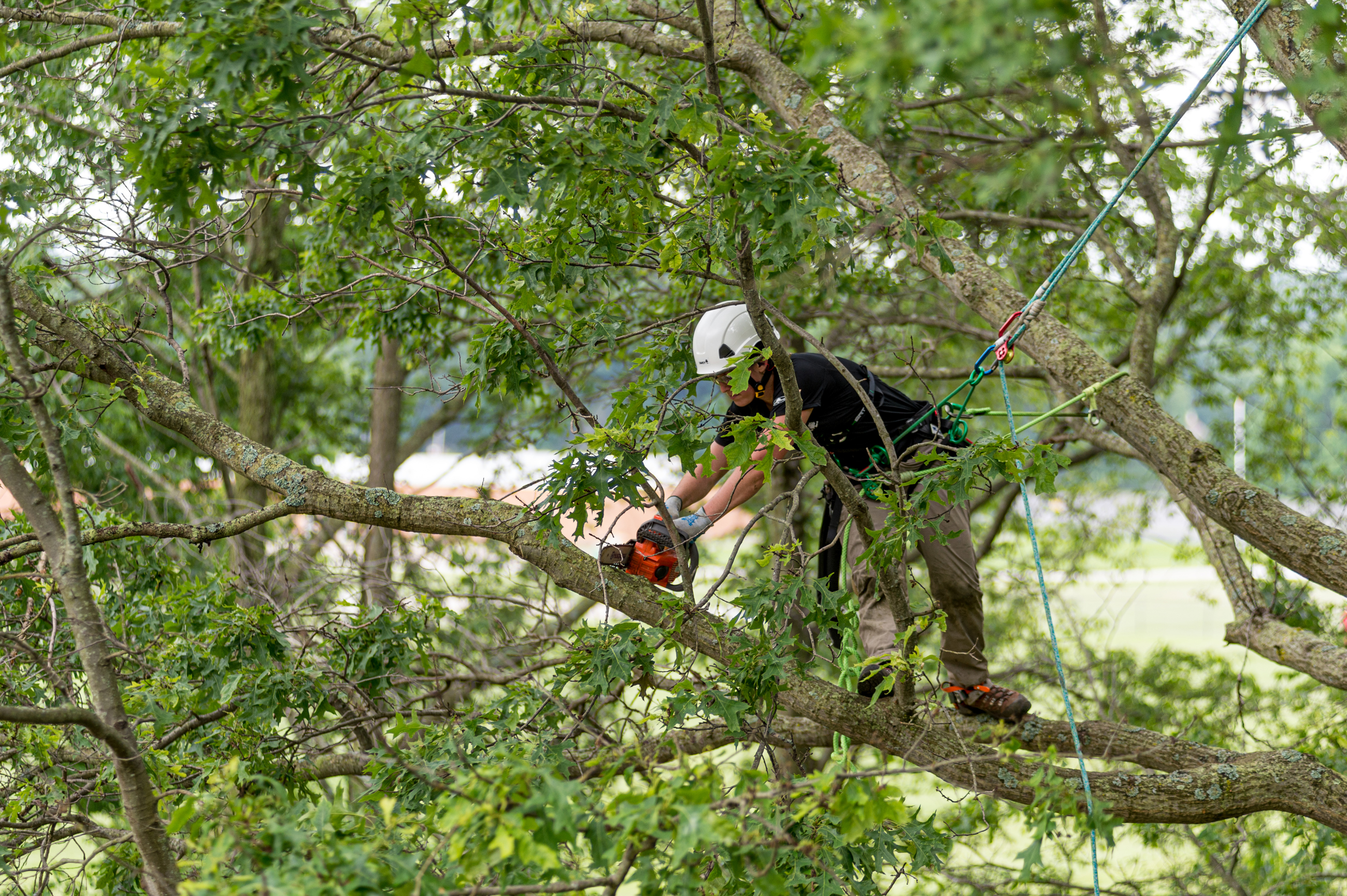 Tree Pruning & Shrub Trimming Near Rochester, MN Maier Tree & Lawn