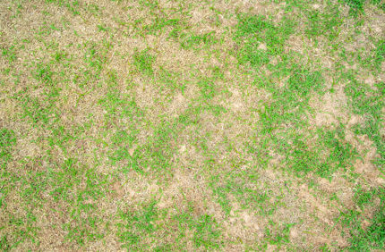 Drought Damage To Lawn