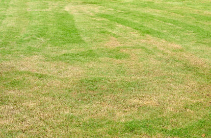 Yellow Grass