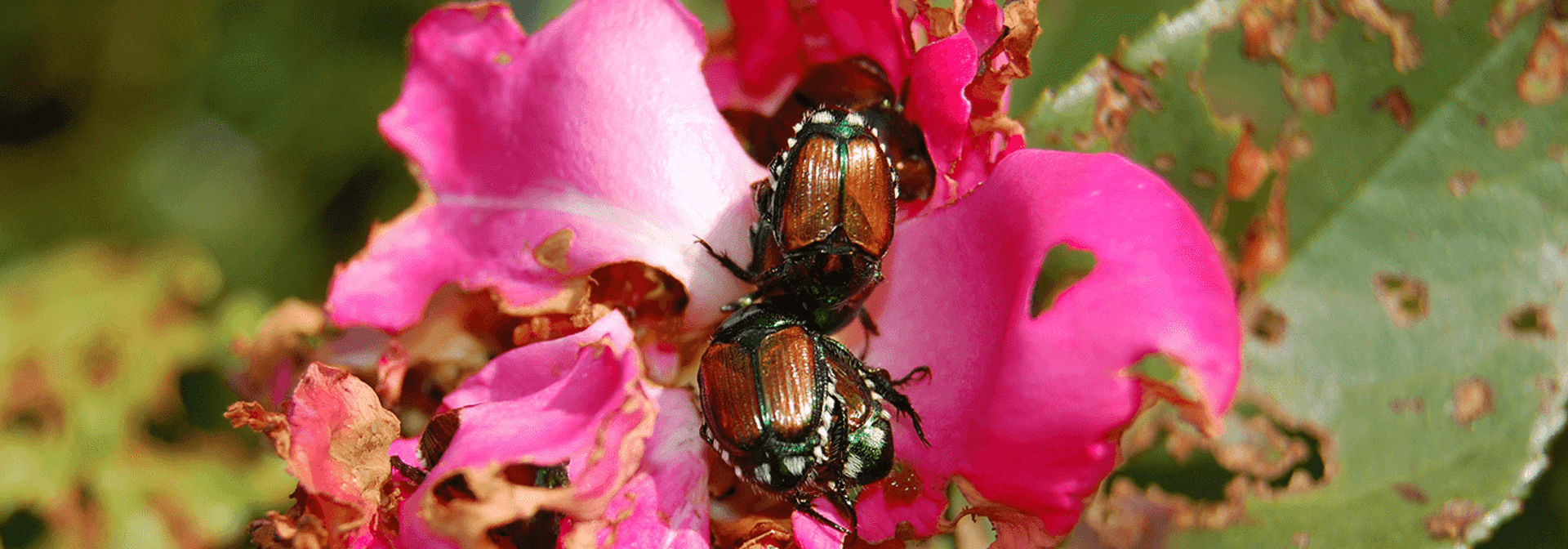 Pest And Disease Center Japanese Beetle Control On Woody Banner 1440X500