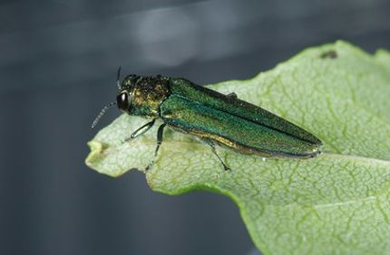 EAB