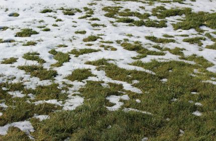 Snow Melting On Lawn