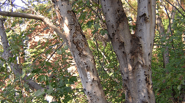 Pest And Disease Borers Sideimage 608X341