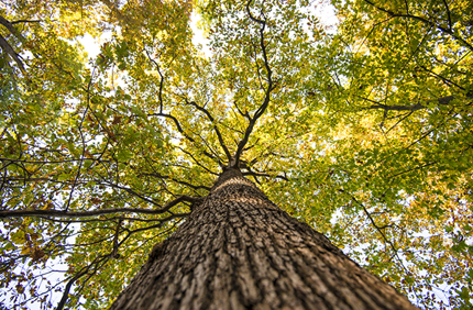 Looking Up At Tree Canopy 600X400
