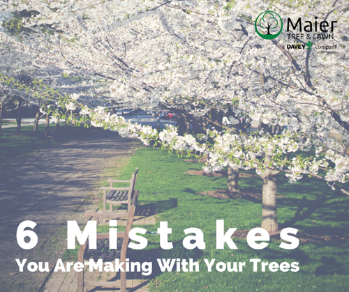 Maier Tree and Lawn - 6 Mistakes You Are Making With Your Trees
