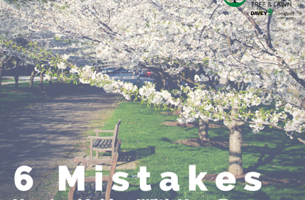 Maier Tree And Lawn 6 Mistakes You Are Making With Your Trees