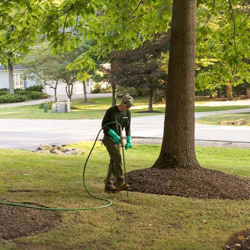 Tree Fertilization Resize