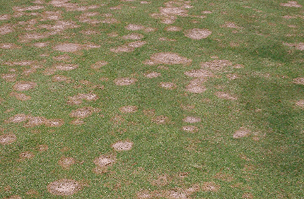 Pest And Disease Center Pink Snow Mold Sideimage2 608X341
