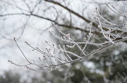 Winter Tree Damage