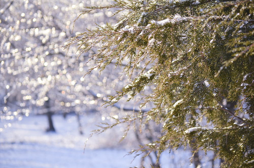 Winterizing Cedar Trees