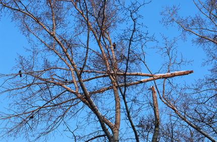 Davey Tree Storm Damage Broken Tree Top