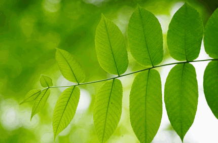 Emerald Ash Borer Facts