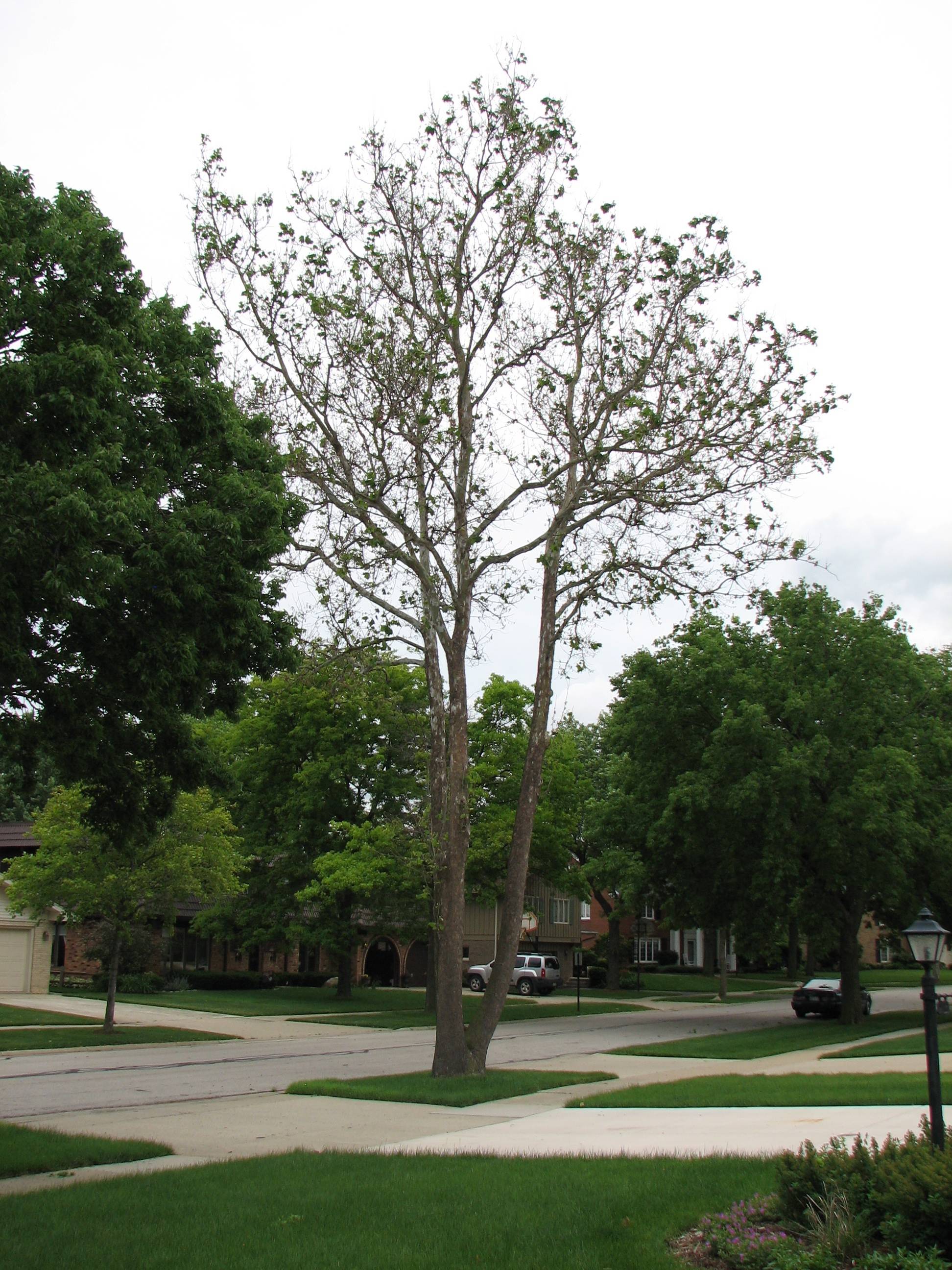 Signs Of A Stressed Tree