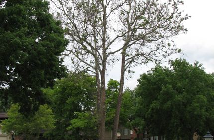 Signs Of A Stressed Tree