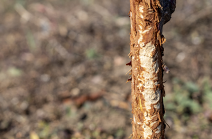 Rabbit Damage