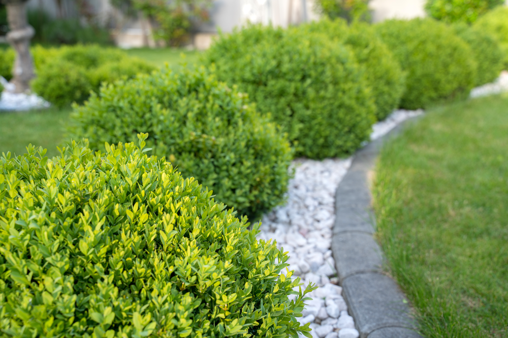 Best Fast Growing Shrubs