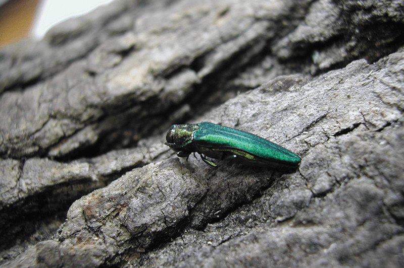 Pest And Disease Center Eab Thumbnail 800X532
