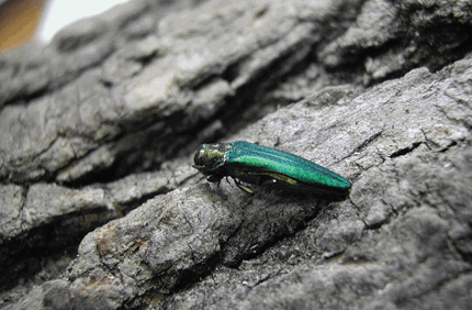 Pest And Disease Center Eab Thumbnail 800X532