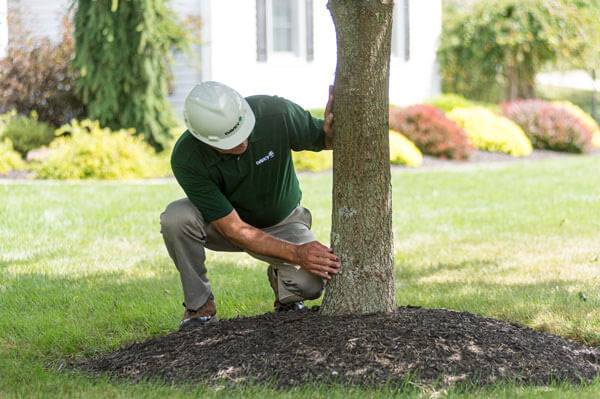 How Do We Harm Trees